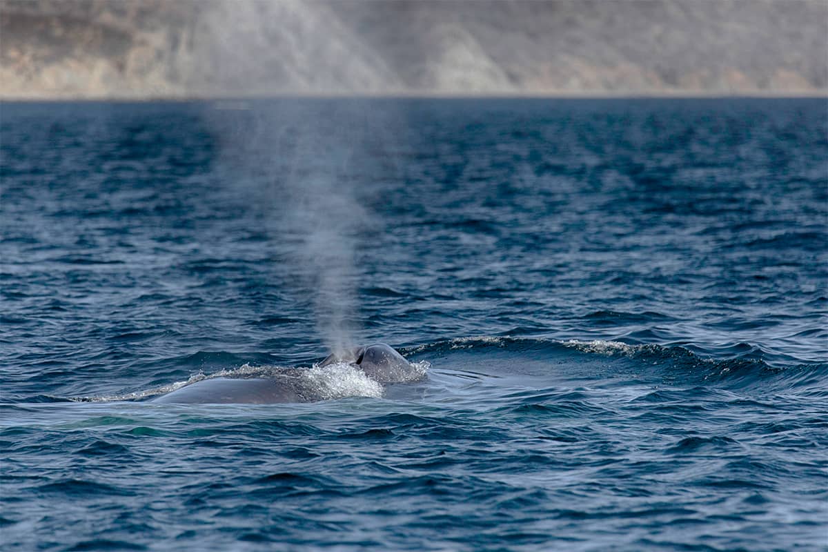 Baja Whale Quest: From Lagoons to the Sea of Cortez