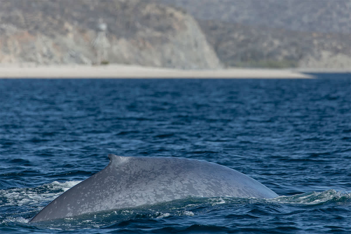 Baja Whale Quest: From Lagoons to the Sea of Cortez