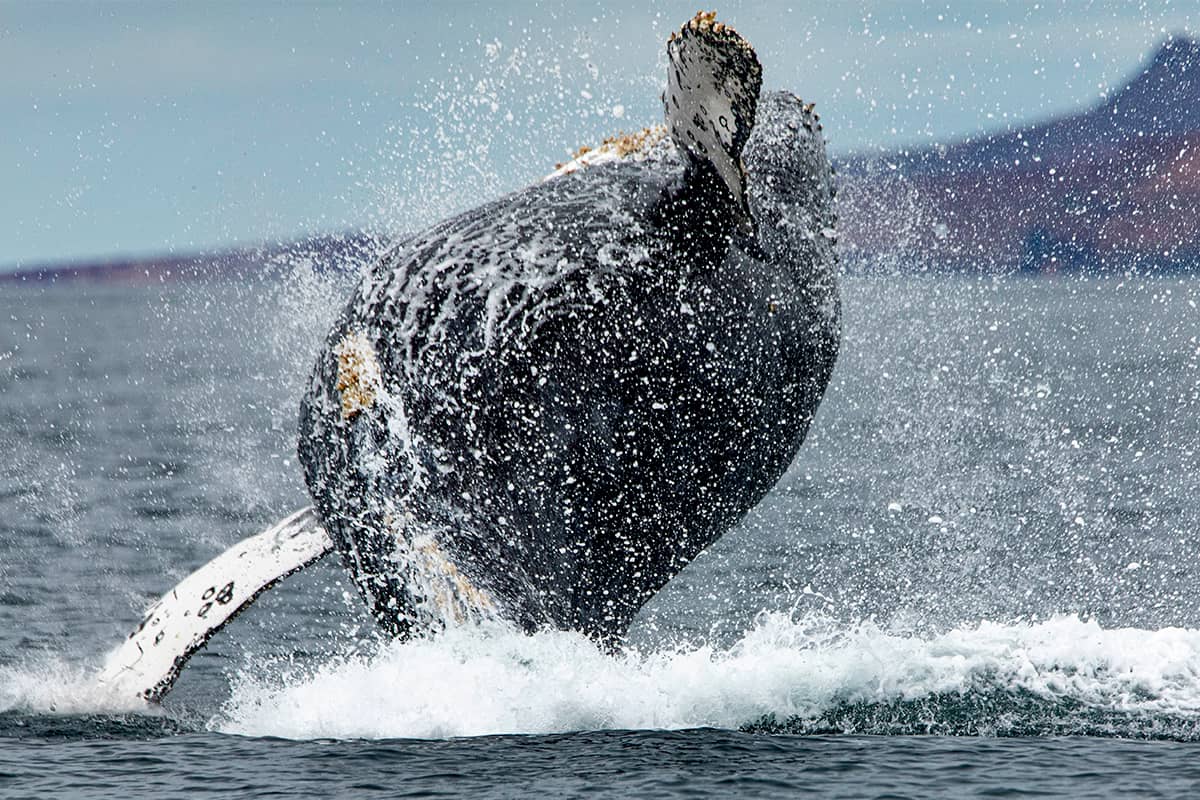 Baja Whale Quest: From Lagoons to the Sea of Cortez