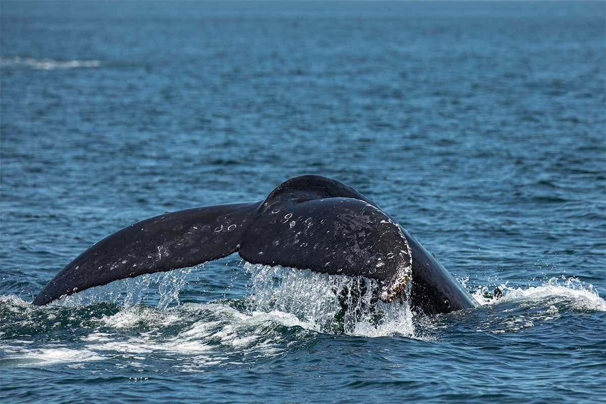 Baja Whale Quest: From Lagoons to the Sea of Cortez