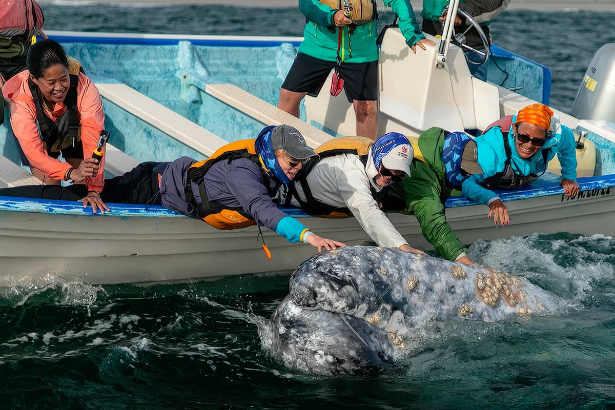 Whale Watching Glamping at Waikuri Eco Ranch