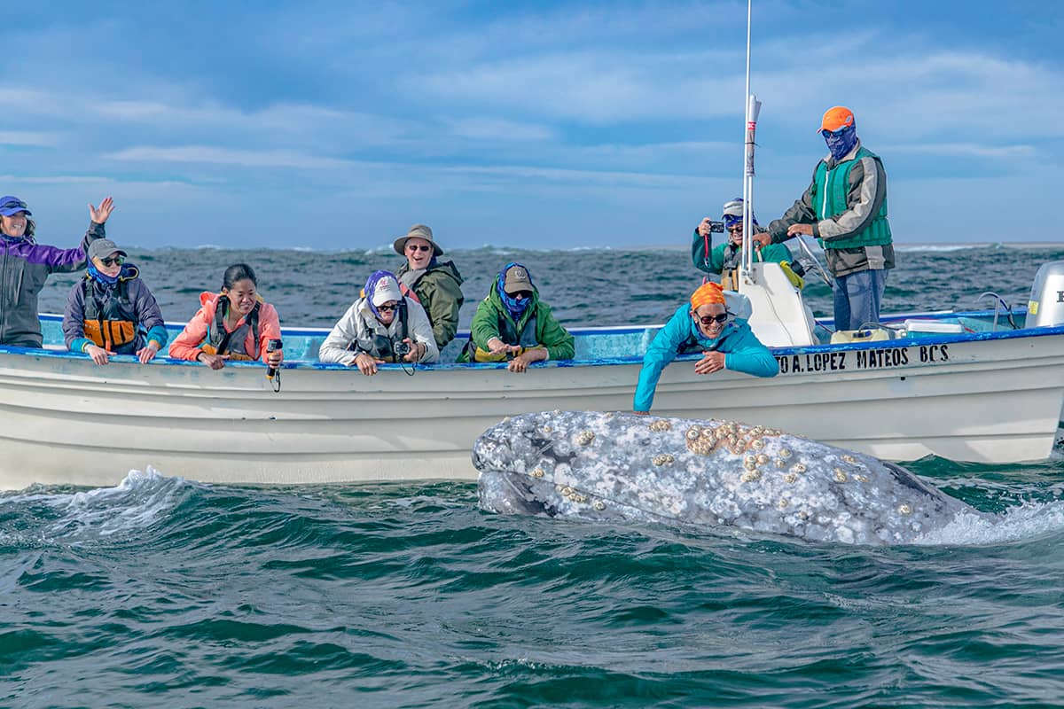 Whale Watching Glamping at Waikuri Eco Ranch