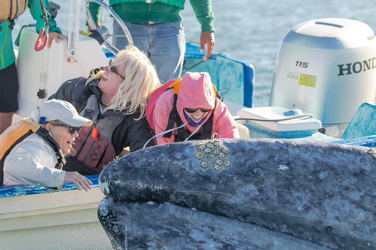 Whale Watching Glamping at Waikuri Eco Ranch