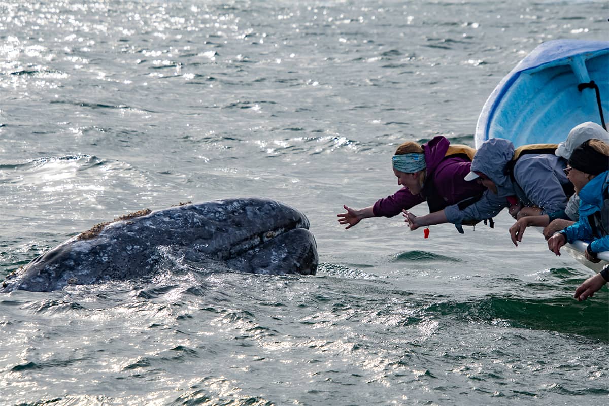 Whale Watching Glamping at Waikuri Eco Ranch