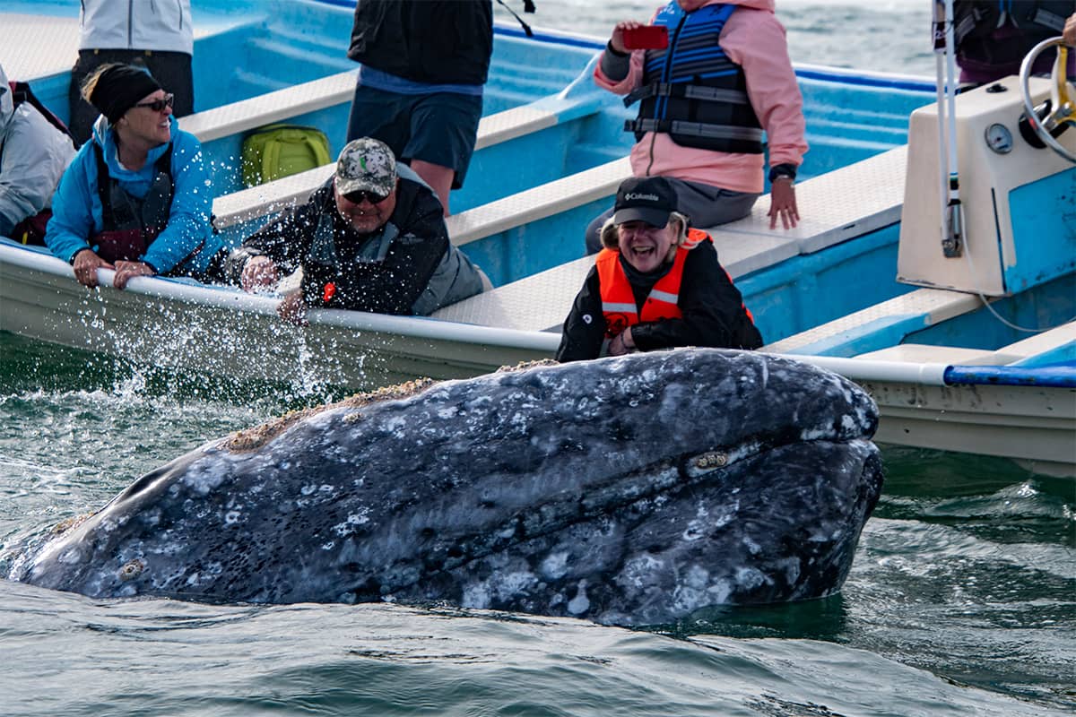 Whale Watching Glamping at Waikuri Eco Ranch