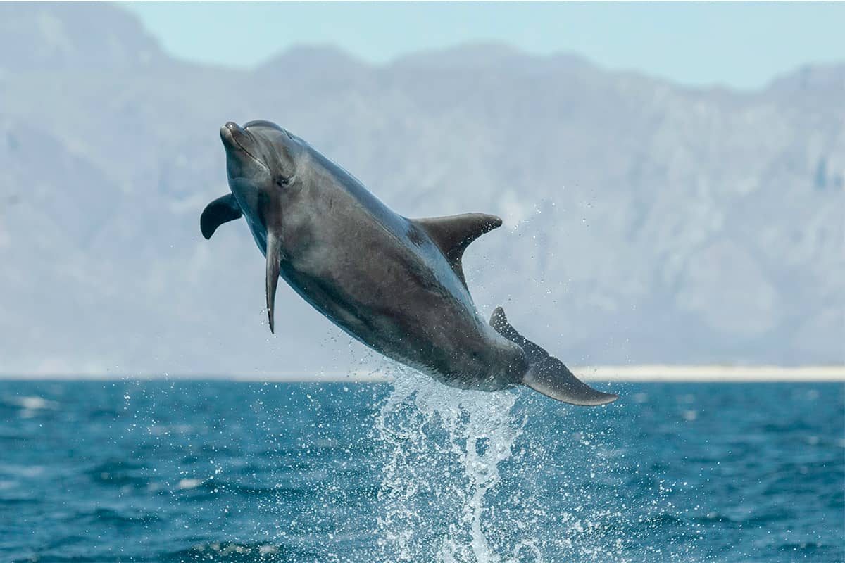 Baja Whale Quest: From Lagoons to the Sea of Cortez