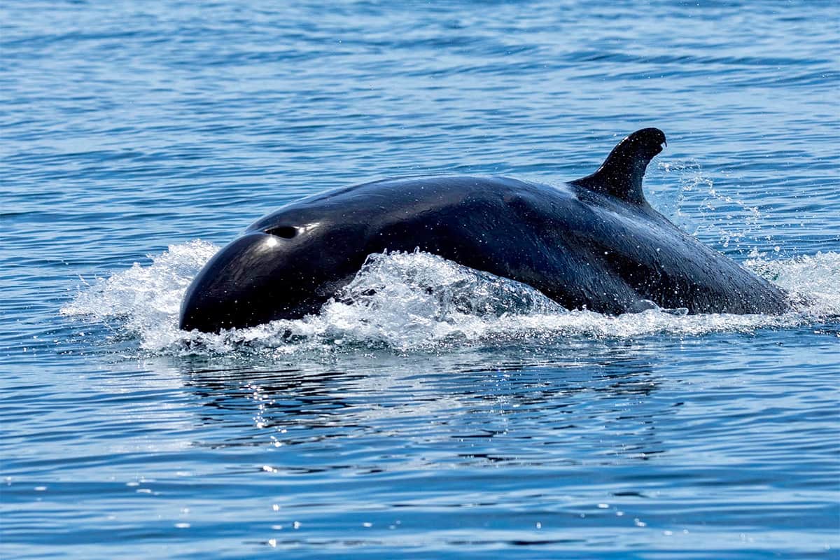 Baja Whale Quest: From Lagoons to the Sea of Cortez