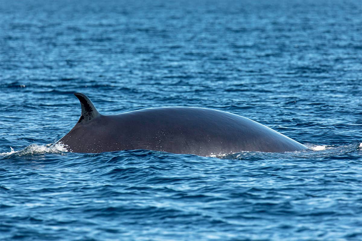 Baja Whale Quest: From Lagoons to the Sea of Cortez