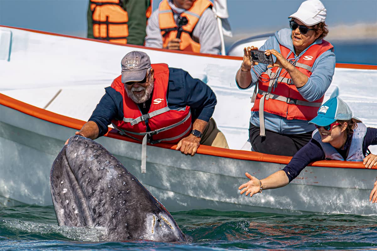Whale Watching Glamping at Waikuri Eco Ranch