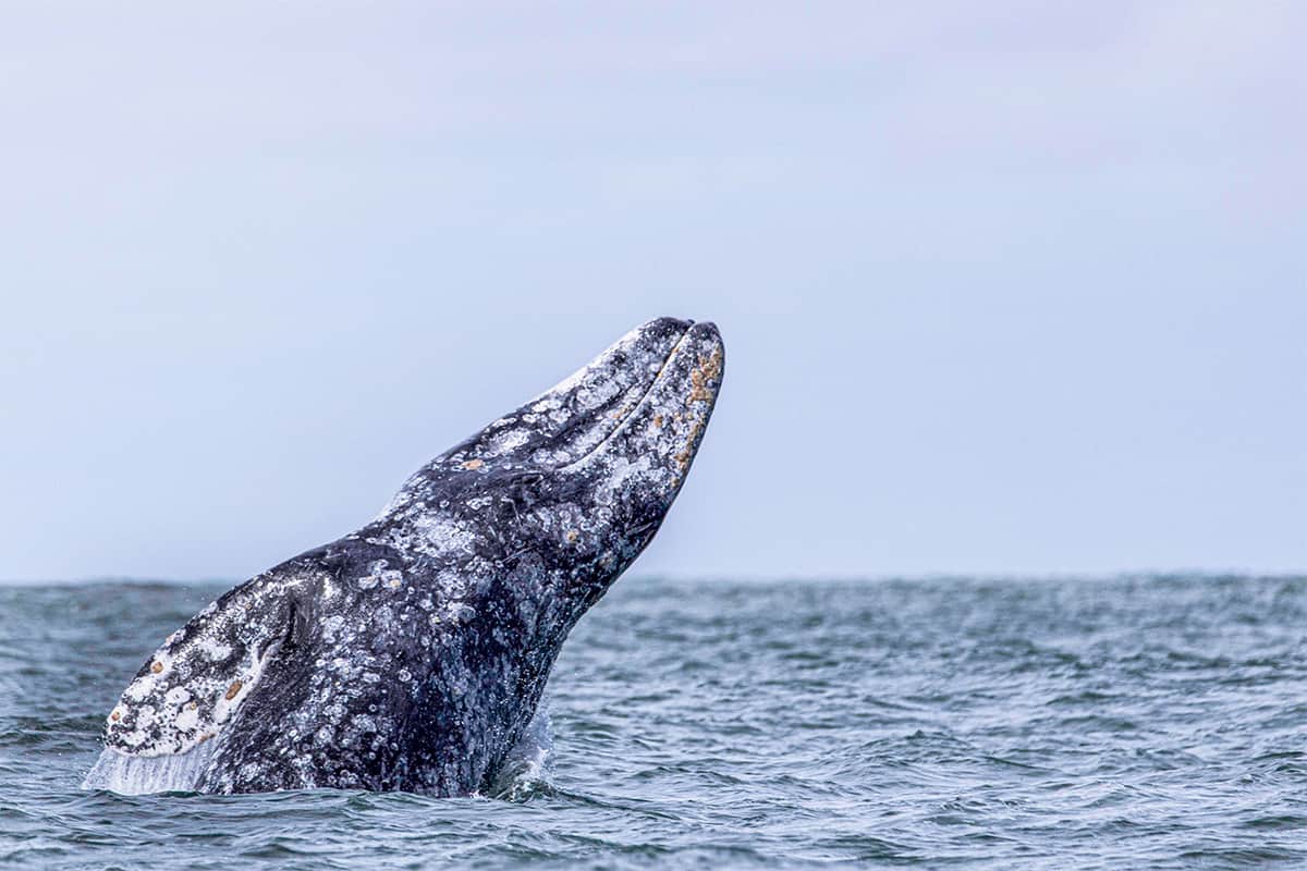 Baja Whale Quest: From Lagoons to the Sea of Cortez