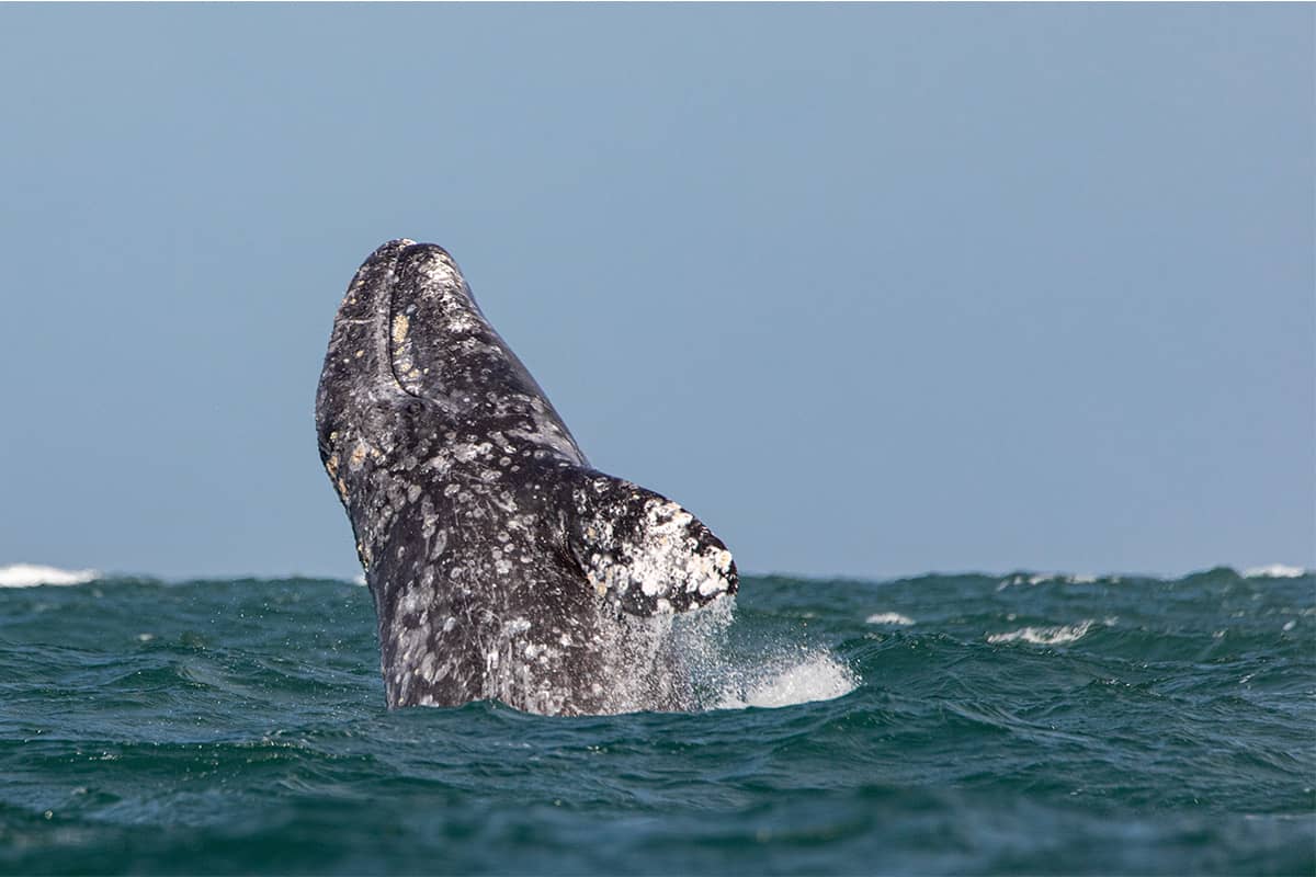 Baja Whale Quest: From Lagoons to the Sea of Cortez