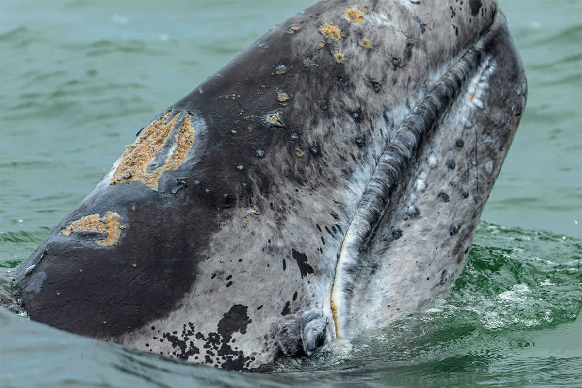Baja Whale Quest: From Lagoons to the Sea of Cortez