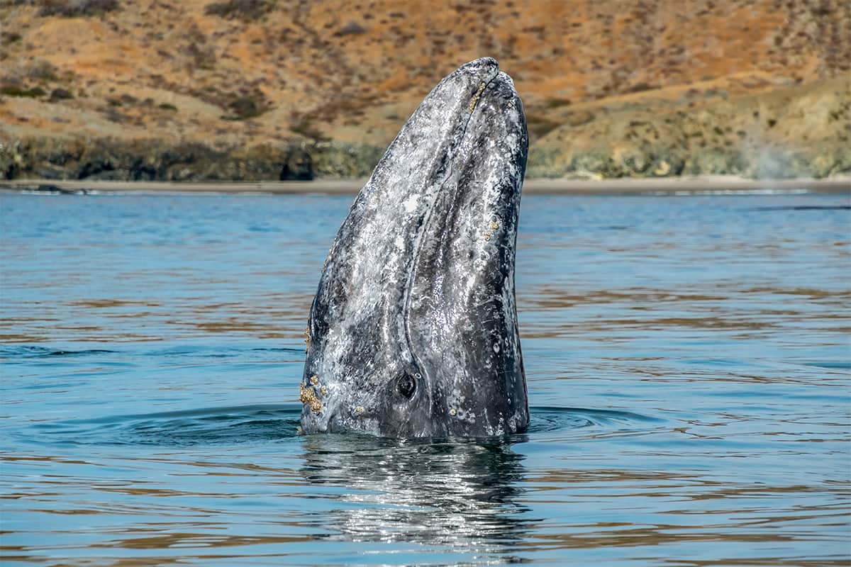Baja Whale Quest: From Lagoons to the Sea of Cortez