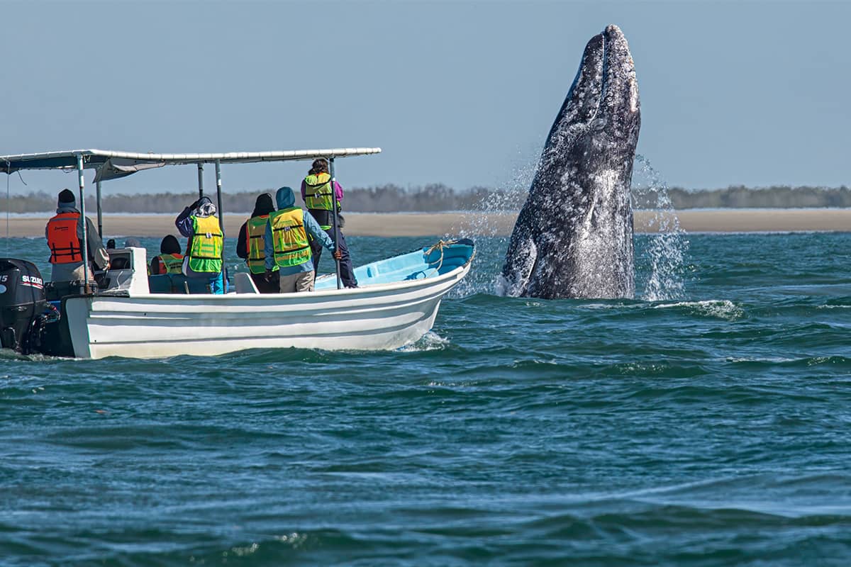 Whale Watching Glamping at Waikuri Eco Ranch